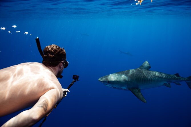 Private Shark Dive, Oahu, Hawaii (6 Guest) - Key highlights I’d plan around