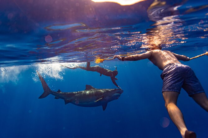 Private Shark Dive, Oahu, Hawaii (6 Guest) - The Haleiwa meetup near Hale Koa Luau (and how to use it)