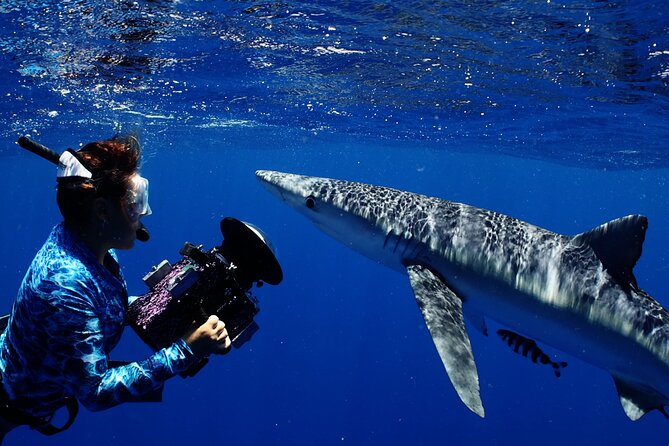 Private Shark Dive, Oahu, Hawaii (6 Guest) - Why the safety divers matter (and what to do while you’re there)
