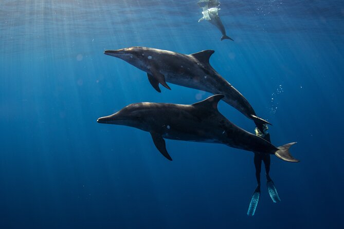 Private Shark Dive, Oahu, Hawaii (6 Guest) - Sharks are guaranteed: what that means for your expectations