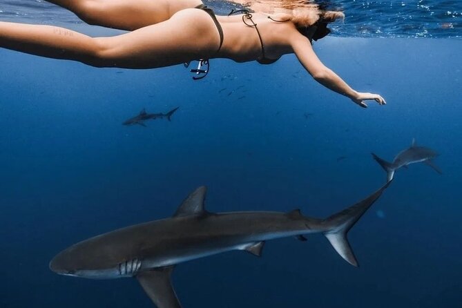 Private Shark Dive, Oahu, Hawaii (6 Guest) - Price and value for up to 6 people at $753.99