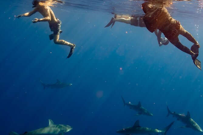 Private Shark Dive, Oahu, Hawaii (6 Guest) - Timing reality: 2 hours on paper, how it can feel
