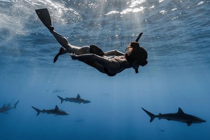 Private Shark Dive, Oahu, Hawaii (6 Guest) - The one thing to double-check: headcount stays private