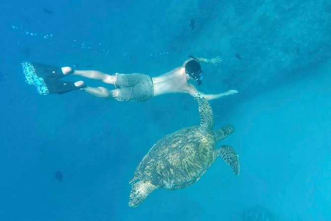 Private Snorkeling and Wildlife on The Adventure Boat - Ala Wai Yacht Harbor to Diamond Head: the sightseeing leg that sets the tone