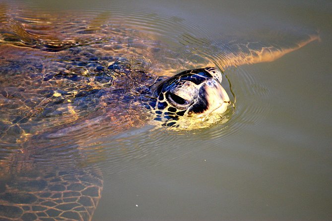 Private Stand up Paddle Lesson and Tour (for 1 or more paddlers) - Who this is best for (and who should think twice)