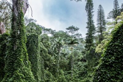 PRIVATE TOUR-Hike Diamond Head & Hawaiian Waterfall - Manoa Falls: Bamboo Garden Walk, 2 Miles, and a 150-Foot Shower
