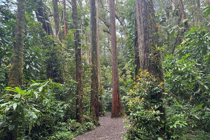 PRIVATE TOUR-Hike Diamond Head & Hawaiian Waterfall - Snacks, Bottled Water, and the Beach Plate Breakfast Break