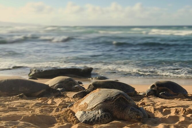 PRIVATE TOUR-Ultimate North Shore Experience - Waimea Valley: a paved walk to waterfalls and a real swim option