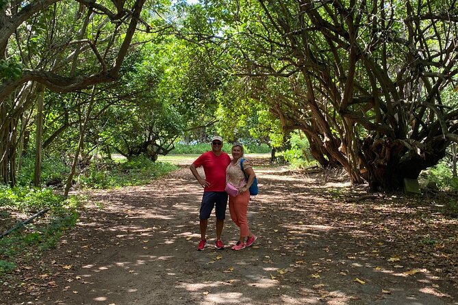 PRIVATE TOUR-Ultimate North Shore Experience - Haleiwa Town Center and Kawela Bay: surf culture, art, and turtle views