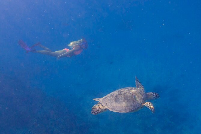 Private Turtle Snorkel & Cruise Waikiki - Shallow Shipwreck Stops and Other Marine Life You Can Expect