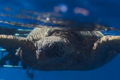 Private Turtle Snorkel & Cruise Waikiki - Choosing Turtle Canyon (and How to See Honu Correctly)