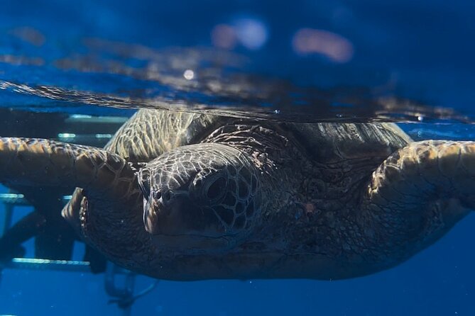 Private Turtle Snorkel & Cruise Waikiki - Choosing Turtle Canyon (and How to See Honu Correctly)