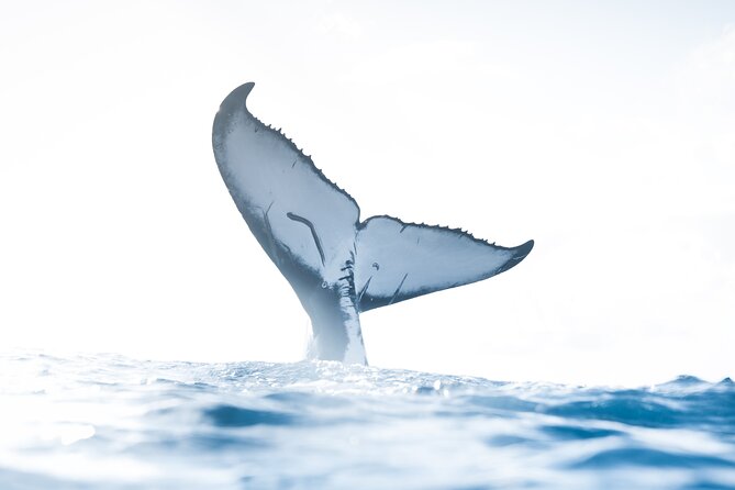 Private Whale Watching Activity: 6 passengers max - Key things that make this whale watch worth it