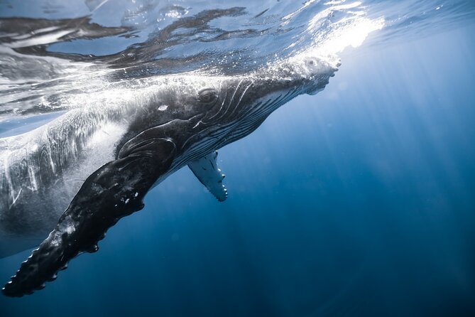 Private Whale Watching Activity: 6 passengers max - Meeting at 1739C Ala Moana Blvd: easy start, same return