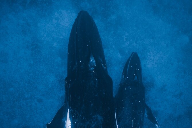 Private Whale Watching Activity: 6 passengers max - Price and value: what $500 per group really buys you