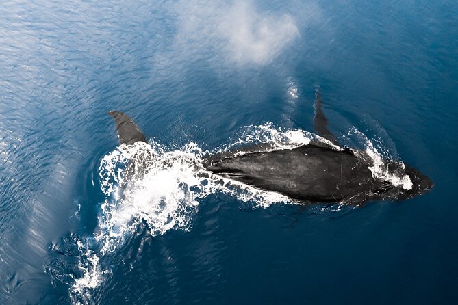Private Whale Watching Activity: 6 passengers max - Comfort and timing tips for your day on the water