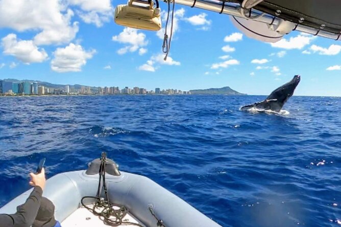 Private Whale Watching Adventure - Private whale watching on Oahu: what the 2 hours feels like
