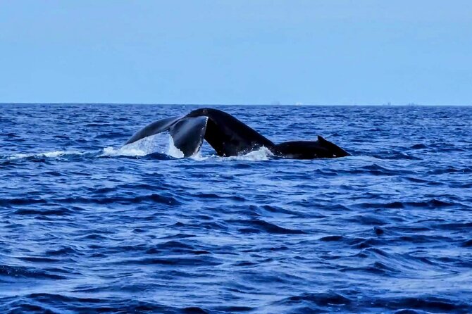 Private Whale Watching Adventure - The vibe on a private 30-foot Zodiac-style boat