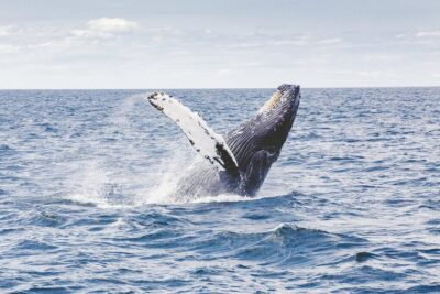 Private Whale Watching Adventure - Your route from Waikiki: Ala Wai Yacht Harbor to open-water search