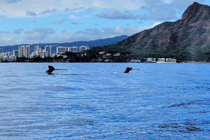 Private Whale Watching Adventure - Food and drinks on board: what’s provided and what to bring