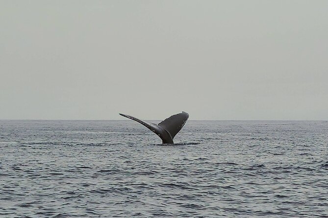 Private Whale Watching Adventure - Pricing for up to 6: is $795 worth it?