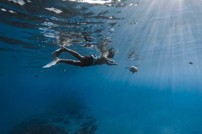 Private Whale Watching and Coastal Swimming Tour Honolulu - Snorkeling and coastal swimming with turtles: fun, but know the challenge