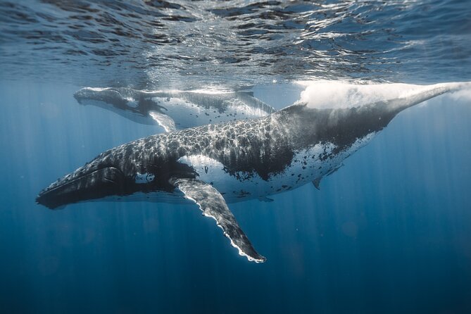 Private Whale Watching and Coastal Swimming Tour Honolulu - BYOB, your music, and refreshments that keep things simple