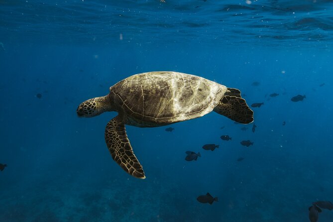 Private Whale Watching and Coastal Swimming Tour Honolulu - Where you start and how to plan your timing