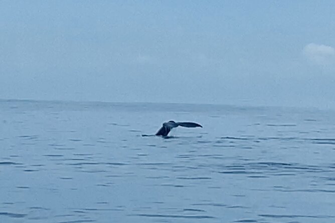 Private Whale Watching and Dolphin Excursion - The Route You’ll Likely Follow: Waikiki, Diamond Head, and Honolulu Coastline