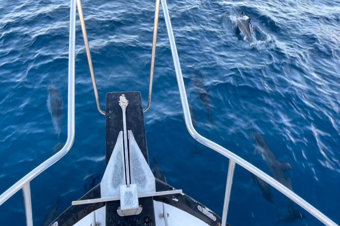 Private Whale Watching and Dolphin Excursion - Price and Value: Is $265 Per Person Fair?