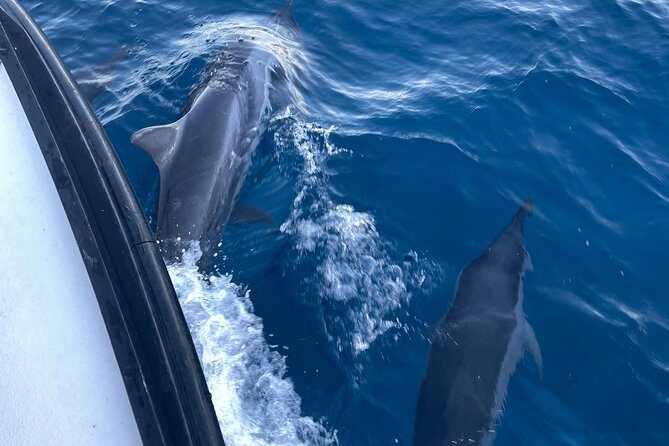 Private Whale Watching and Dolphin Excursion - Meeting at 1125 Ala Moana Blvd: Easy Start, Simple Plan
