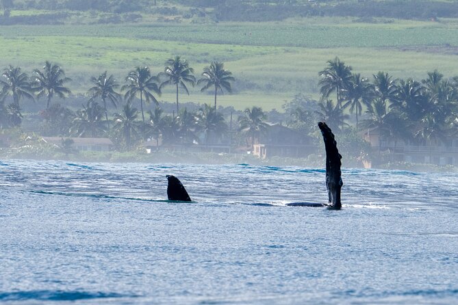 Private Whale Watching Safari from North Shore Oahu - North Shore Oahu from the water: why this safari feels special