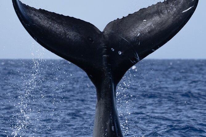 Private Whale Watching Safari from North Shore Oahu - Banzai Pipeline stop: the world-famous reef break from the water