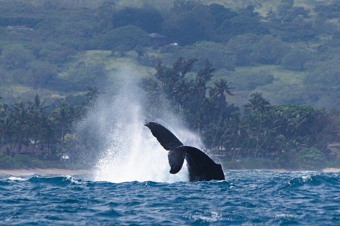 Private Whale Watching Safari from North Shore Oahu - How whale spotting really works on a small, private boat