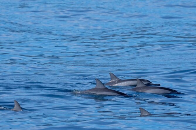 Private Whale Watching Safari from North Shore Oahu - Guides who manage the mood: Matty, Mari, and Jordan’s crew
