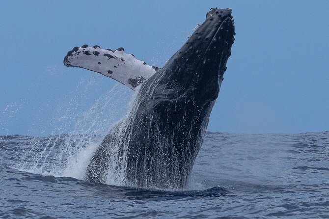 Private Whale Watching Safari from North Shore Oahu - Waimea Bay stop: heiau sites and a coastline made for surfers