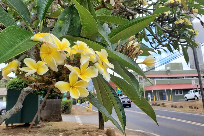 Round Trip North Shore Shuttle from Waikiki to Haleiwa Town / Haleiwa Harbor - Small-Group Comfort and Driver Care (Max 10)