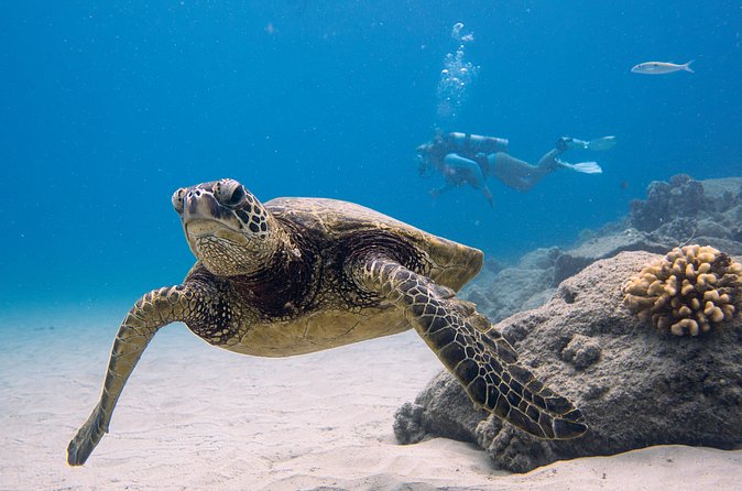 Scuba Dive at Electric Beach - What you’ll see underwater: turtles, lava rock, and big fish energy