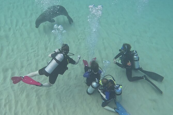 SCUBA Dive at Electric Beach with Photos -No Certification Needed - Kahe Point Beach Park: your shore setup and the wildlife payoff