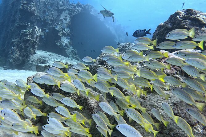 SCUBA Dive at Electric Beach with Photos -No Certification Needed - Price and what you’re really paying for at $130