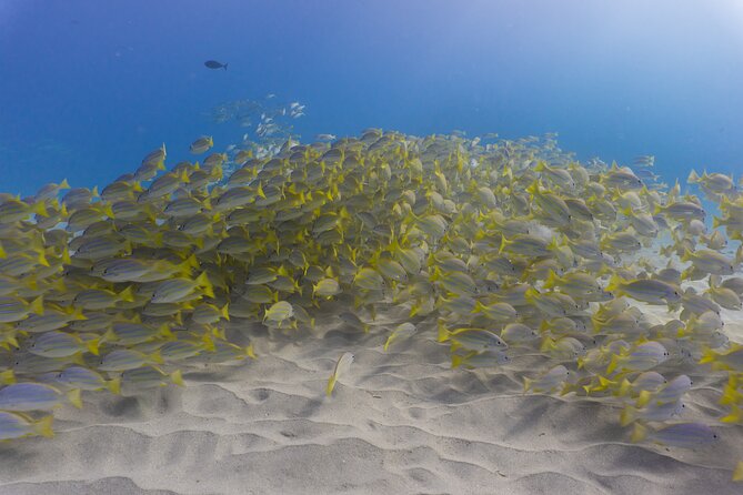 Scuba Dive at Electric Beach - Gear fitting and the safety-plus-skill routine