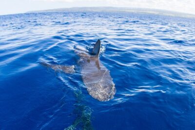 Shark Cage Diving on Oahu’s North Shore - Galapagos and sandbar sharks: what you should expect to see