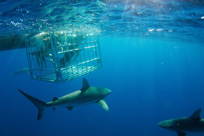 Shark Cage Diving On "The World Famous North Shore of Oahu", Hawaii - The Boat Ride: Fast, Stable, and Sometimes Bumpy