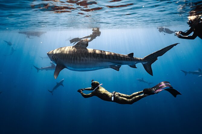 Shark Dive Private Charter No Cage - Key highlights at a glance