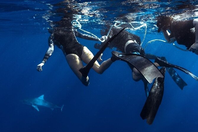 Shark Dive Private Charter No Cage - A no-cage charter that stays focused on safety