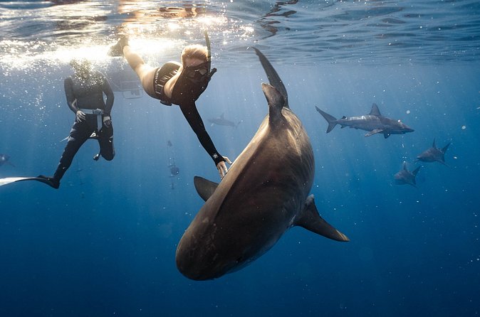 Shark Dive Private Charter No Cage - The water time: what you’re really paying for