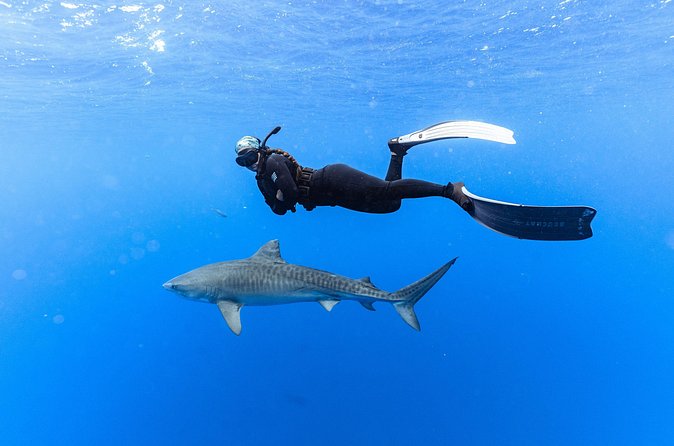 Shark Dive Private Charter No Cage - Which sharks you might spot (and what to expect)