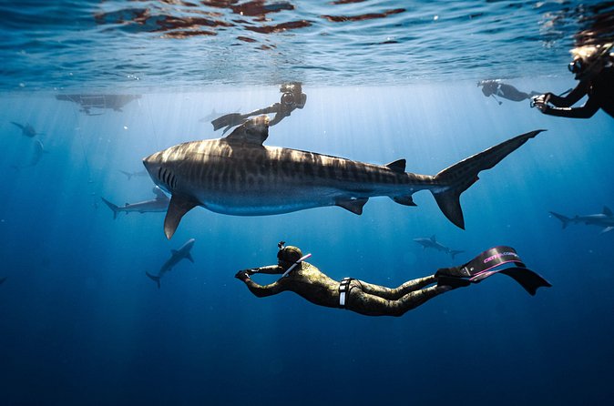 Shark Dive Private Charter No Cage - Why the “no cage” format can feel intense (but manageable)