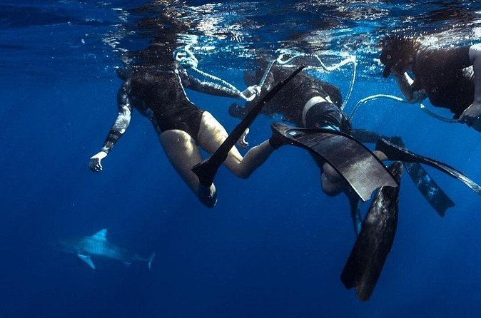 Shark Dive Private Charter No Cage - Price and value: $824 for up to 6 people