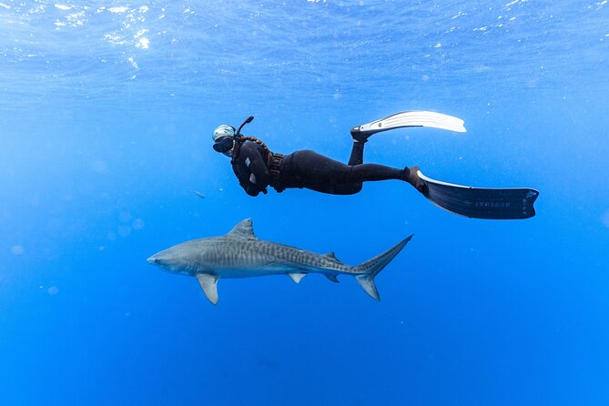 Shark Dive Private Charter No Cage - Where you meet in Haleiwa (and why that matters)